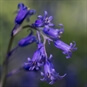 Up Close Bluebell