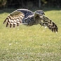 swooping owl