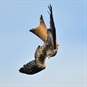 Red kite diving