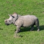 Wildlife Safari Remote Drone Experience - Rhino in the wild