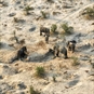 Wildlife Safari Remote Drone Experience - Elephant Sands