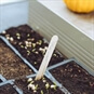 Raymond Blanc Gardening School The Edible Garden seeds in tray