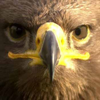 Book Falconry Experience Days, in the UK at Into The Blue