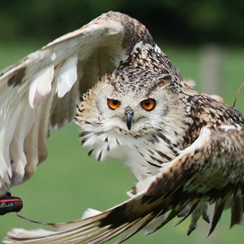 Falconry In Surrey - 