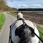 Two Wheeler Horse Cart Driving Experience - View From Horse Cart