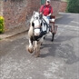 Two Wheeler Horse Cart Driving Experience - Man Driving Horse Cart