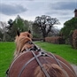 Two Wheeler Horse Cart Driving Experience - Chestnut Horse