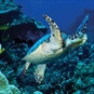 SEA LIFE Manchester tickets with Manchester hotel stay