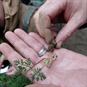 Autumn Wild Foraging Course East Sussex - Foraged plant