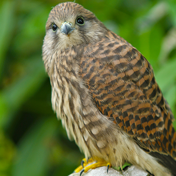 Diurnal Raptors - Overview - The Falconry Centre, Hagley, West Midlands