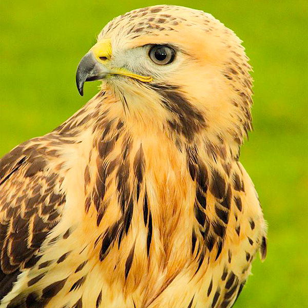 Diurnal Raptors - Overview - The Falconry Centre, Hagley, West Midlands