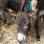 Brushing the Donkey