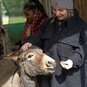 Feeding the Donkeys