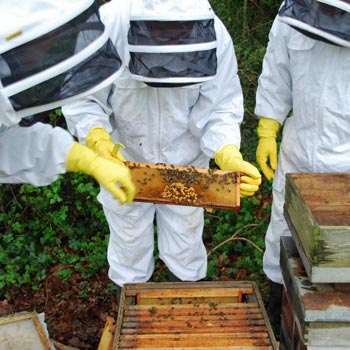 Beekeeping Course Kent Kent Beekeeping Courses Into The Blue