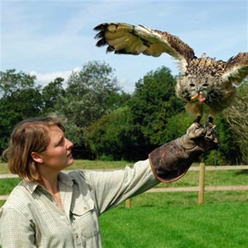 Falconry Experience Days | Into The Blue