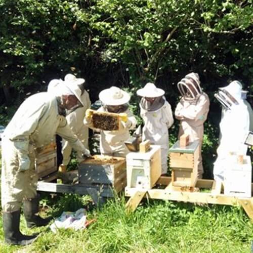 Beekeeping Courses & Experience Days Near You Into The Blue