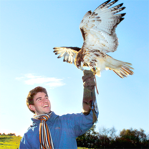 Falconry Experience Days | Falconry & Birds of Prey Near You | Into The ...